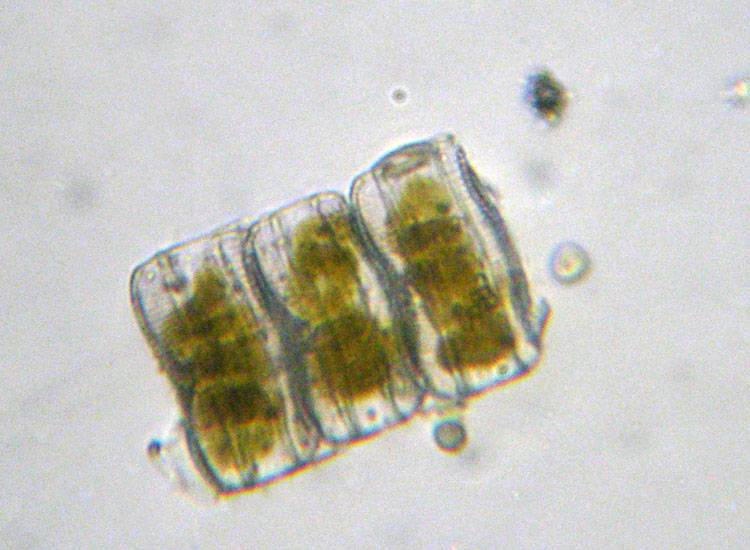 Microscopia salata